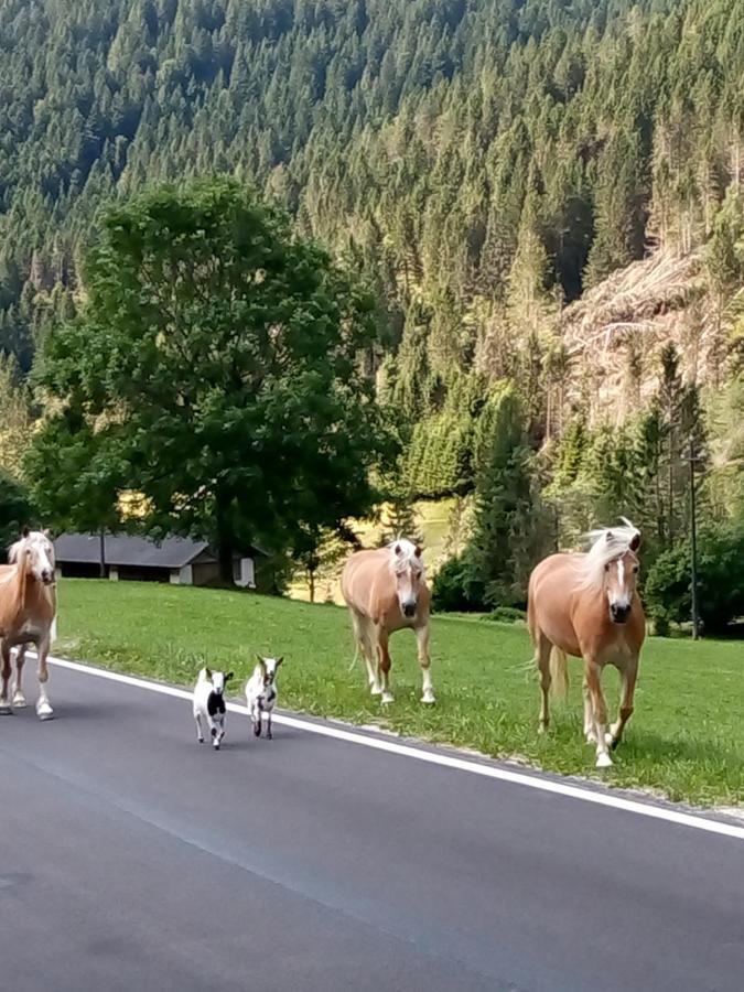 B&B Pra' Dei Cervi Telve Exteriör bild